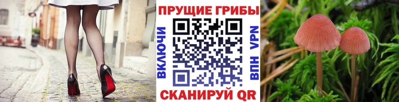 сколько стоит  Пойковский  Псилоцибиновые грибы ЛСД 